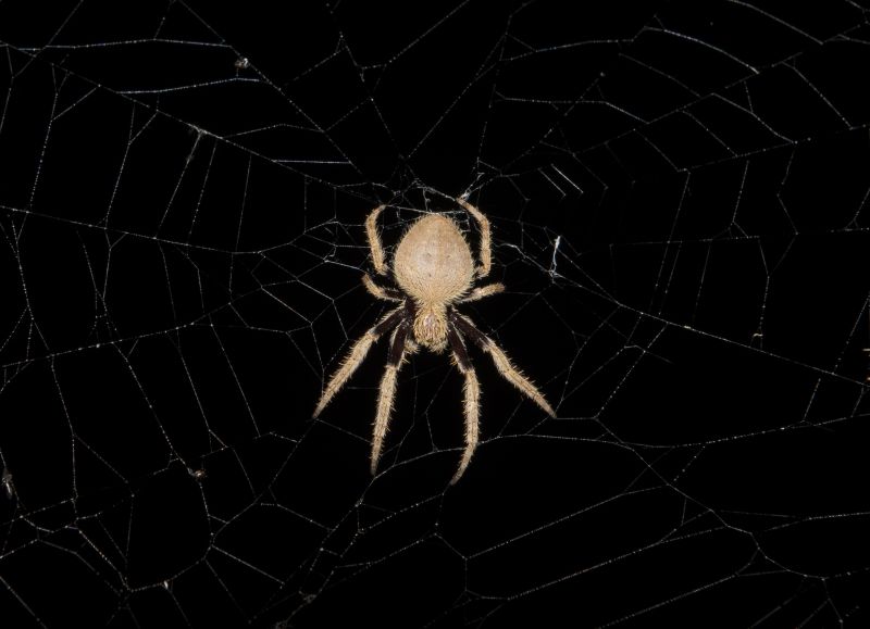 Spider Control Service